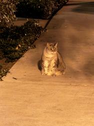 Found/Stray Unknown Cat last seen Quail Ridge & Reunion, Irvine, CA 92603