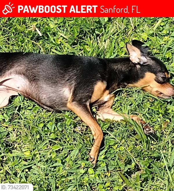 Lost Female Dog last seen In Carriage Cove mobile home park, Sanford, FL 32773