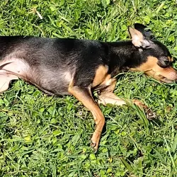 Lost Female Dog last seen In Carriage Cove mobile home park, Sanford, FL 32773