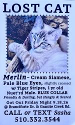 Lost Male Cat last seen Branciforte Drive & Granite Creek Road, Santa Cruz, CA 95065