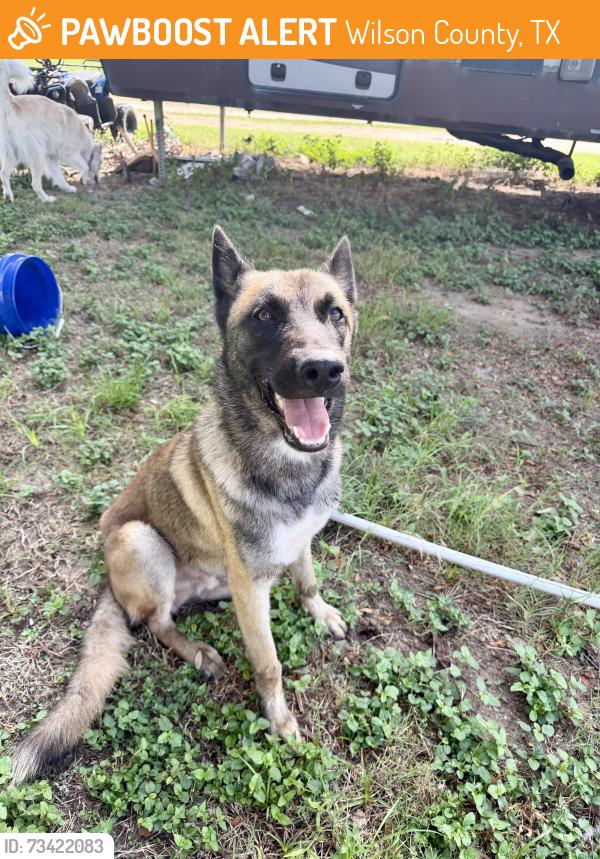 Found/Stray Male Dog last seen Between Hwy 181 and 1303, Wilson County, TX 78114
