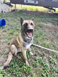 Found/Stray Male Dog last seen Between Hwy 181 and 1303, Wilson County, TX 78114