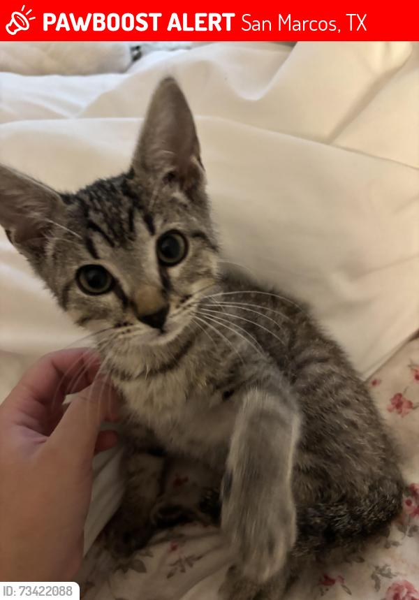 Lost Male Cat last seen The Fitzroy apmts, San Marcos, TX 78666