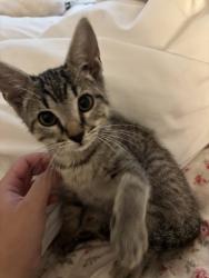 Lost Male Cat last seen The Fitzroy apmts, San Marcos, TX 78666