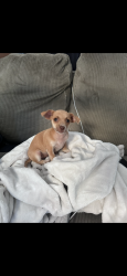 Lost Female Dog last seen Heacock delphinium, March Air Reserve Base, CA 92551