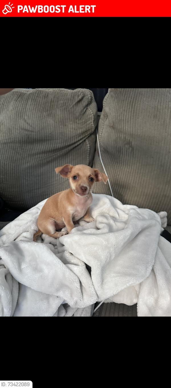 Lost Female Dog last seen Heacock delphinium, March Air Reserve Base, CA 92551