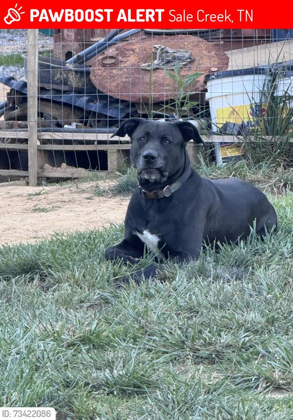 Lost Male Dog last seen Leggett rd in sale creek, Sale Creek, TN 37373
