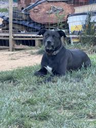 Lost Male Dog last seen Leggett rd in sale creek, Sale Creek, TN 37373