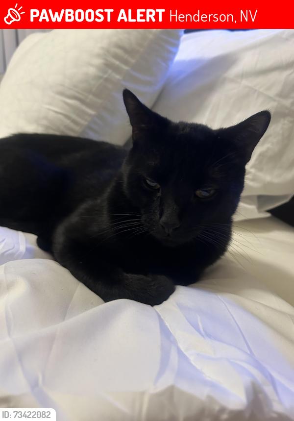 Lost Male Cat last seen The edge at transverse apmts: WIGWAM/Stephanie area, Henderson, NV 89074
