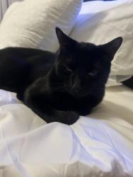 Lost Male Cat last seen The edge at transverse apmts: WIGWAM/Stephanie area, Henderson, NV 89074