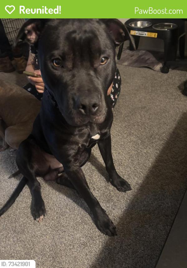 Reunited Male Dog last seen Near Ambo Cir, Middle River, MD 21220, USA, Middle River, MD 21220