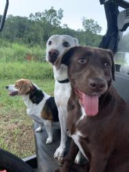 Reunited Female Dog last seen Hwy 23 and Hwy 11, Springville, AL 35146