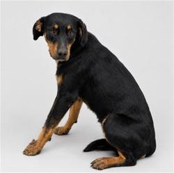 Shelter Stray Female Dog last seen , 38550 Sierra Hwy, Palmdale, CA 93550, USA