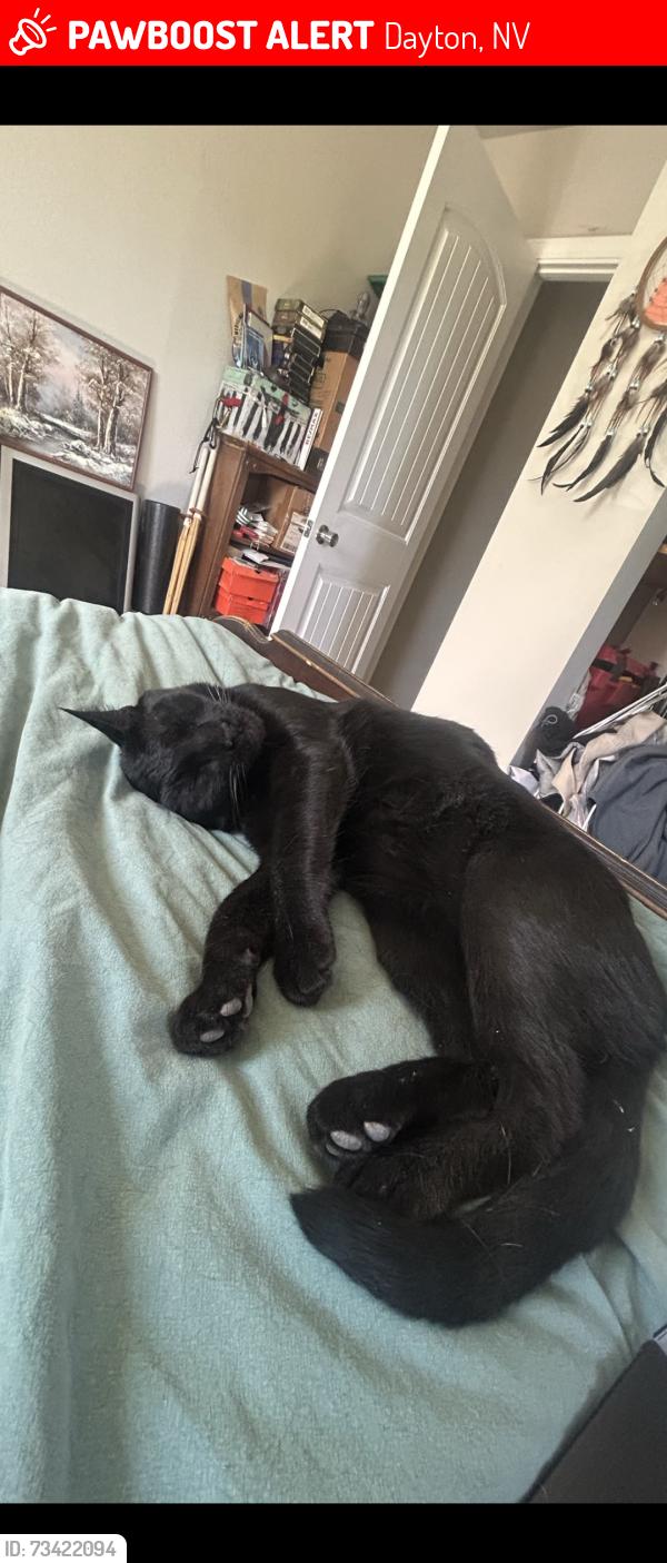 Lost Male Cat last seen Sutro Springs Rd., Dayton, NV 89403