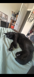 Lost Male Cat last seen Sutro Springs Rd., Dayton, NV 89403