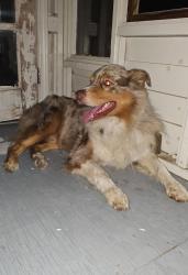 Found/Stray Male Dog last seen HIGHWAY 69, Greenville, TX 75402