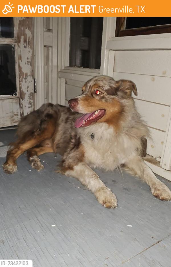 Found/Stray Male Dog last seen HIGHWAY 69, Greenville, TX 75402