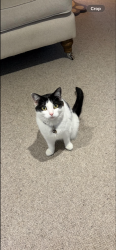 Lost Female Cat last seen Dowland avenue, High Green, England 