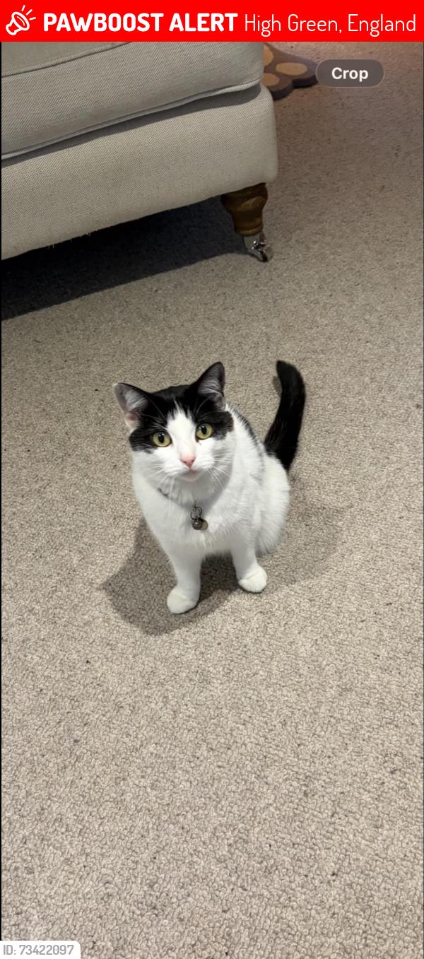 Lost Female Cat last seen Dowland avenue, High Green, England 