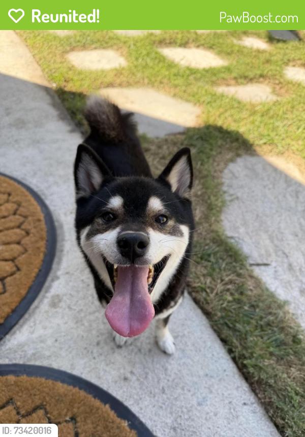 Reunited Male Dog last seen Avenida Soledad & Via Felicita, Oceanside, CA 92057