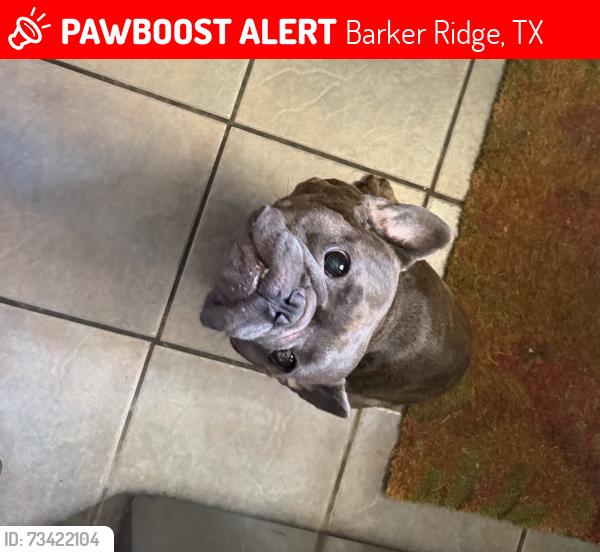 Lost Male Dog last seen Deeds Rd, Barker Ridge, TX 77084