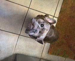 Lost Male Dog last seen Deeds Rd, Barker Ridge, TX 77084