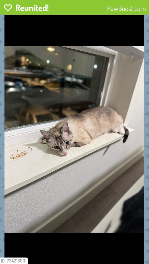 Reunited Female Cat last seen Tropaz ln and middlefield dr, Tracy, CA 95377