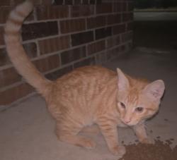 Found/Stray Male Cat last seen apmts, Dallas, TX 75228