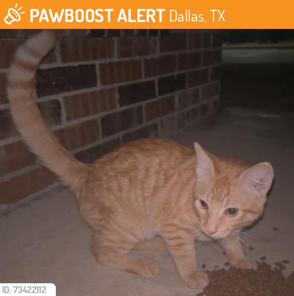 Found/Stray Male Cat last seen apmts, Dallas, TX 75228