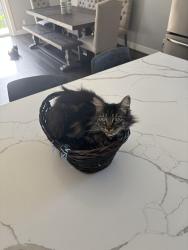 Lost Female Cat last seen Maple Ave and jenevein Ave, San Bruno, CA 94066