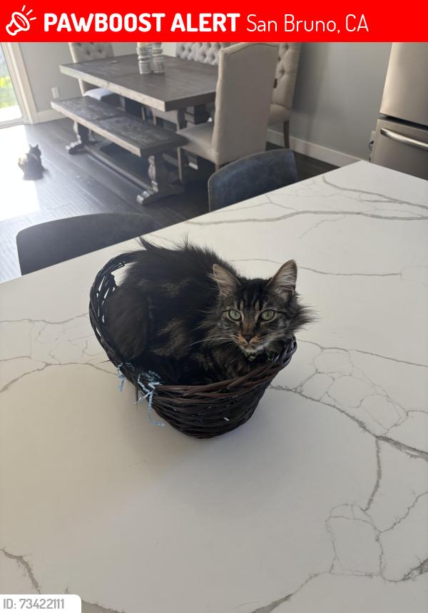 Lost Female Cat last seen Maple Ave and jenevein Ave, San Bruno, CA 94066