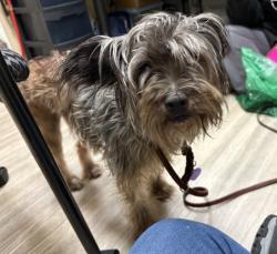 Shelter Stray Male Dog last seen Near Mission Avenue, Oceanside, CA, 92058, Oceanside, CA 92058, USA