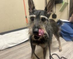 Shelter Stray Female Dog last seen Near Mission Avenue, Oceanside, CA, 92058, Oceanside, CA 92058, USA