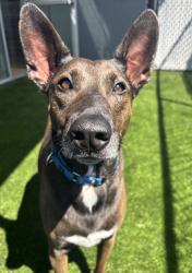 Shelter Stray Female Dog last seen Morena Boulevard, San Diego, CA, 92110, 5500 Gaines St, San Diego, CA 92110, USA