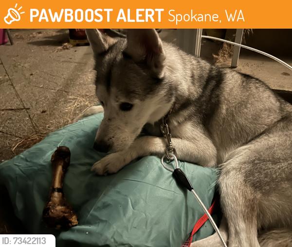 Found/Stray Male Dog last seen Garland & Monroe, Spokane, WA 99209