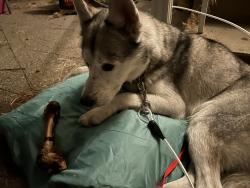 Found/Stray Male Dog last seen Garland & Monroe, Spokane, WA 99209