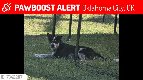 Lost Female Dog last seen Pennsylvania, Oklahoma City, OK 73159