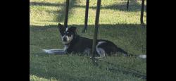 Lost Female Dog last seen Pennsylvania, Oklahoma City, OK 73159