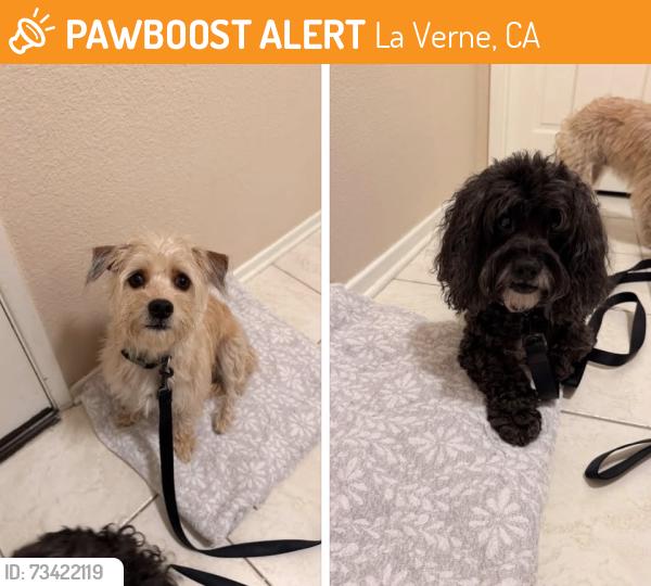 Found/Stray Unknown Dog last seen Wheeler & Golden Hills LA VERNE CA, La Verne, CA 91750