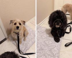 Found/Stray Unknown Dog last seen Wheeler & Golden Hills LA VERNE CA, La Verne, CA 91750