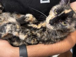 Reunited Female Cat last seen Near figueroa, behind Hertz and jiffy lube, San Diego, CA 92109