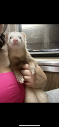 Lost Male Ferret last seen Belmont and Narragansett, Chicago, IL 60639