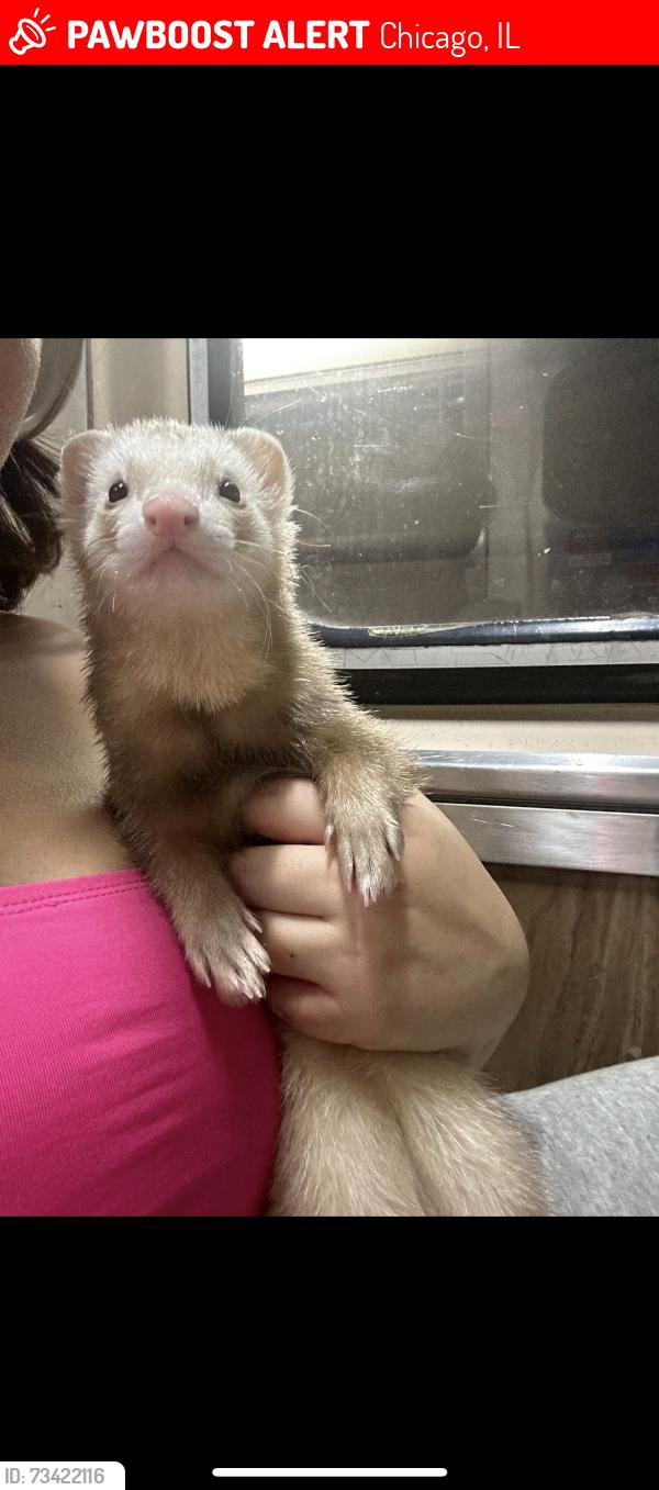 Lost Male Ferret last seen Belmont and Narragansett, Chicago, IL 60639