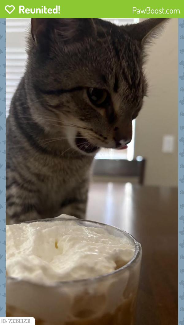 Reunited Female Cat last seen Newport rd, Menifee, CA 92584