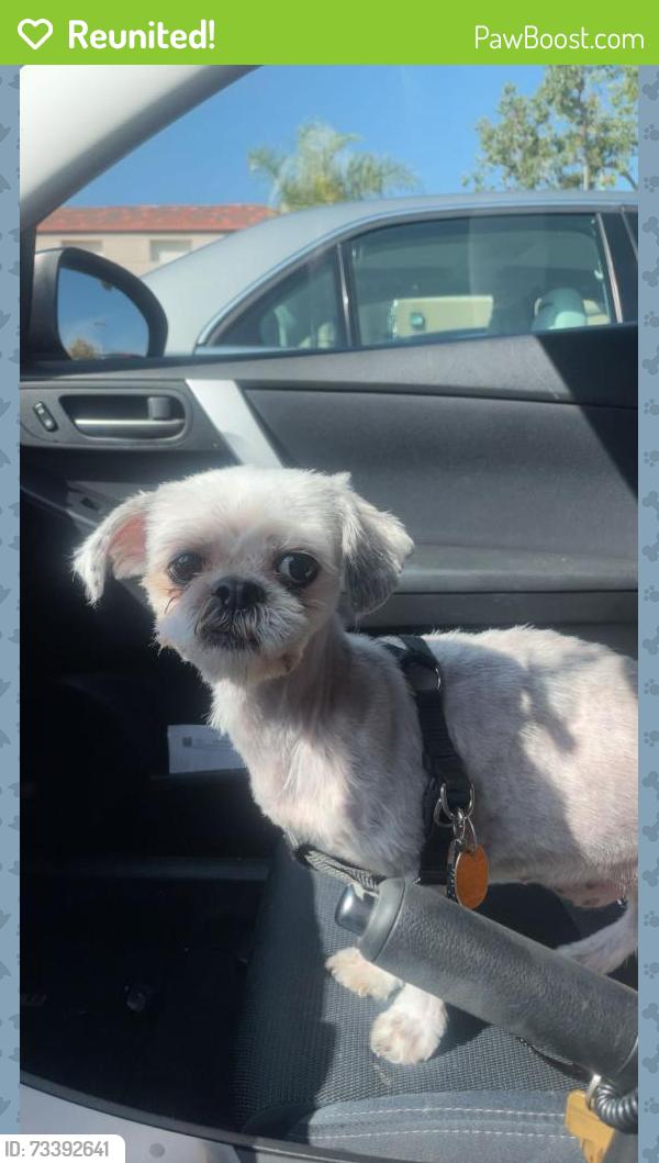 Reunited Female Dog last seen Near Via Linares, Mission Viejo, CA 92691