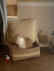 Lost Male Cat last seen Isabel way W, Mobile, AL 36693