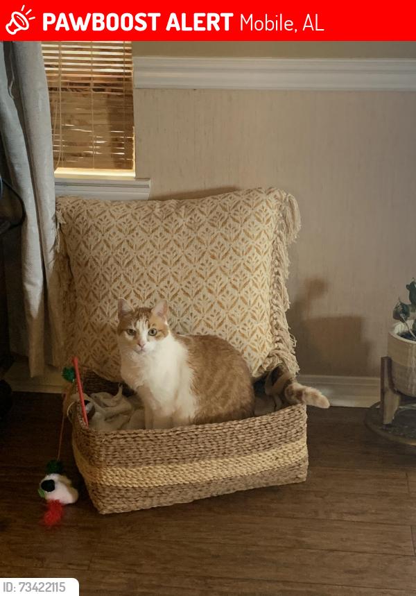 Lost Male Cat last seen Isabel way W, Mobile, AL 36693
