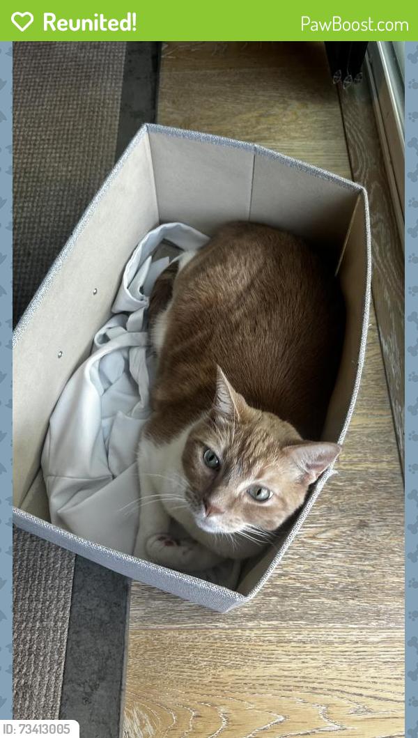 Reunited Male Cat last seen Forbes Ln at the Cannery, Davis, CA 95616