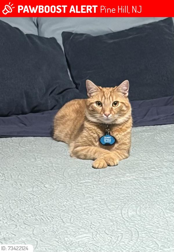 Lost Male Cat last seen Madison Avenue and Washington Avenue, Pine Hill, NJ 08021