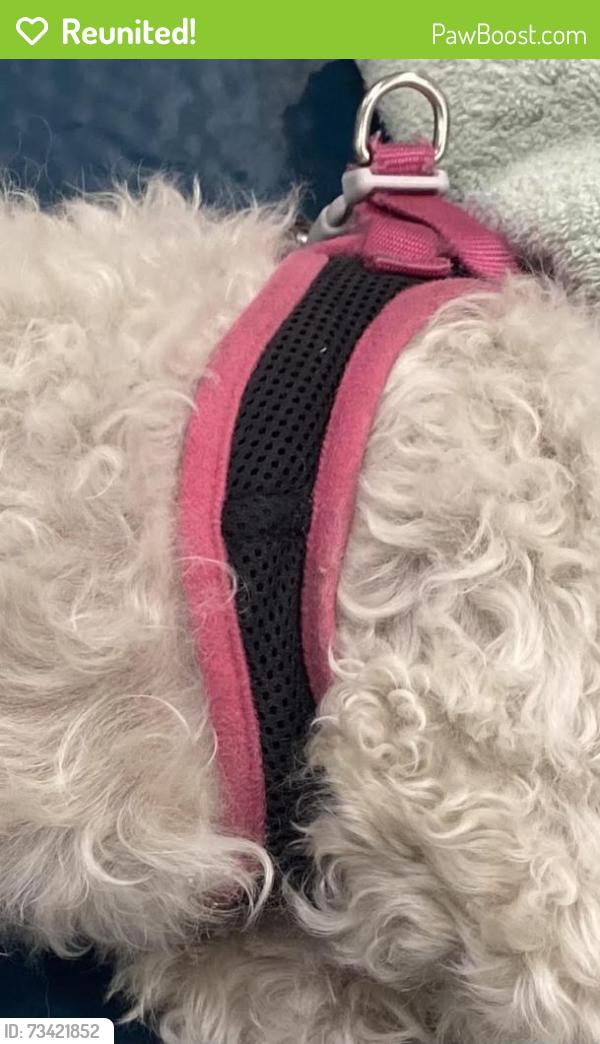 Reunited Unknown Dog last seen Near San Pablo Ave, El Cerrito, CA 94530, El Cerrito, CA 94530
